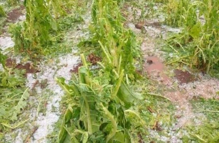 Crdito: El Territorio. Daos ocasionados por el granizo en Misiones.